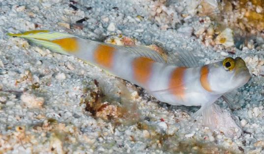 Flagtail Shrimp Goby