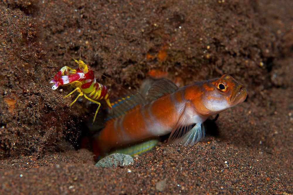 گوبی میگو دم پرچمی