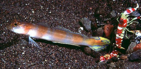 Flagtail Shrimp Goby
