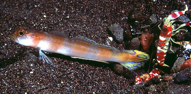 Flagtail Shrimp Goby