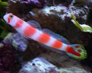 Flagtail Shrimp Goby