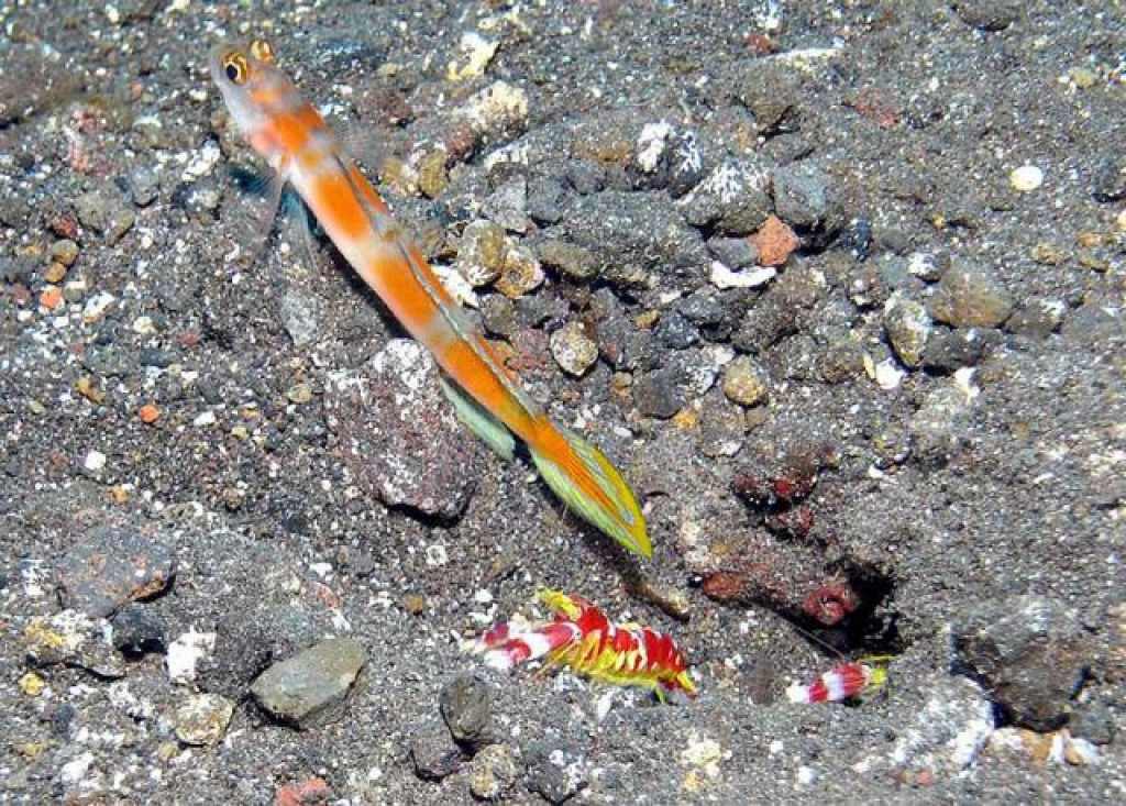 گوبی میگو دم پرچمی