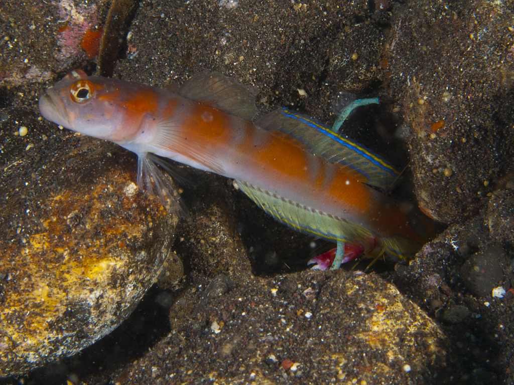 گوبی میگو دم پرچمی