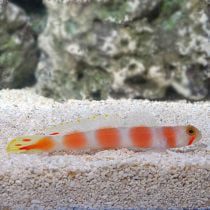 Pinkbar Goby