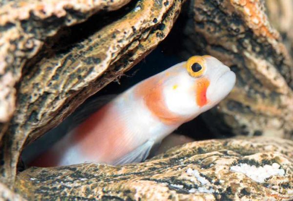 گوبی نوار صورتی