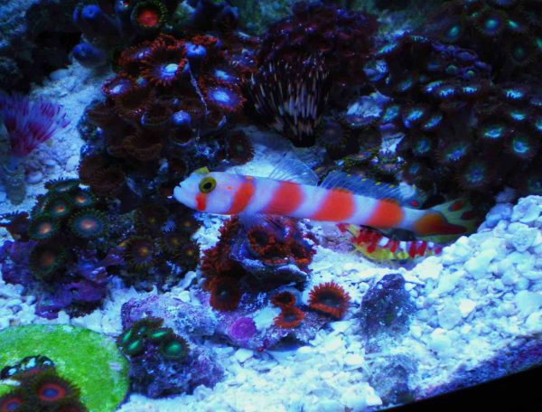 Pinkbar Goby
