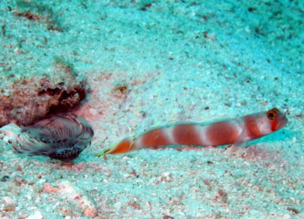 گوبی نوار صورتی