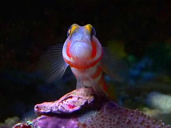 گوبی نوار صورتی