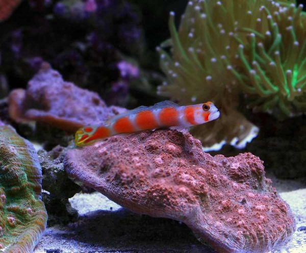 گوبی نوار صورتی