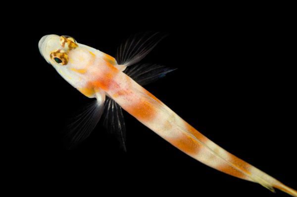 Pinkbar Goby