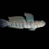 Blue spotted Watchman Goby