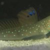 Blue spotted Watchman Goby