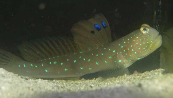 Blue spotted Watchman Goby