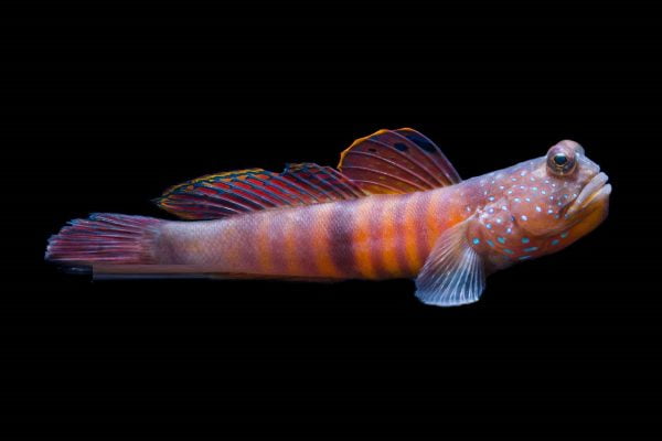 Blue spotted Watchman Goby