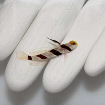 گوبی پوزه زرد