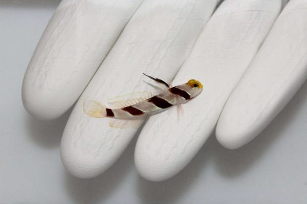 گوبی پوزه زرد