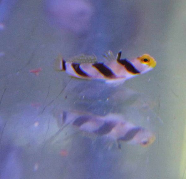 گوبی پوزه زرد