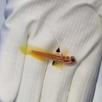 Yasha White Ray Shrimp Goby