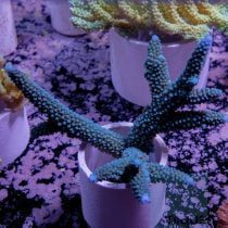 مرجان اکروپورا شاخه ای فورموسا آبی