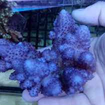 مرجان اکروپورا شاخ گوزنی آبی