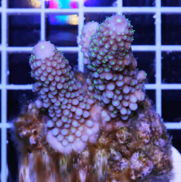 مرجان اکروپورا شاخ گوزنی بنفش