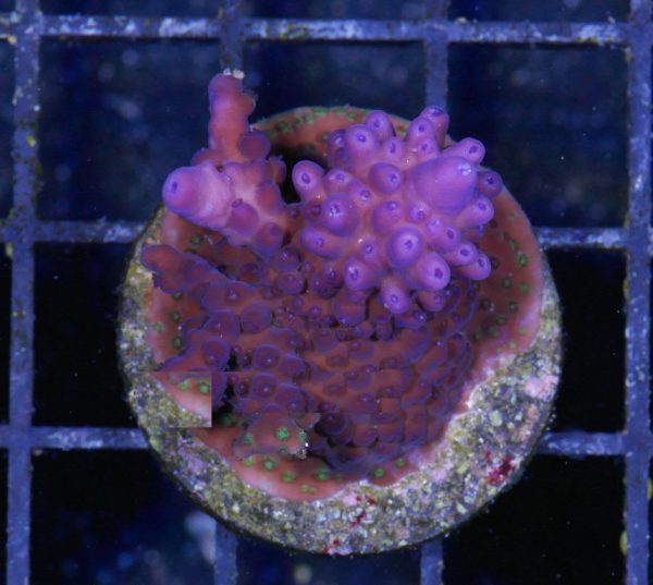 مرجان اکروپورا شاخ گوزنی بنفش