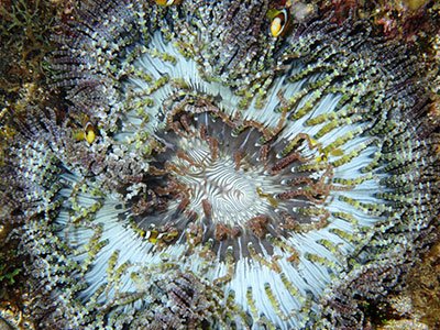 شقایق دریایی دانه تسبیحی