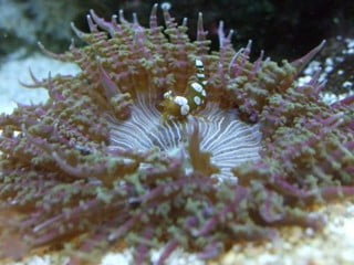 شقایق دریایی دانه تسبیحی