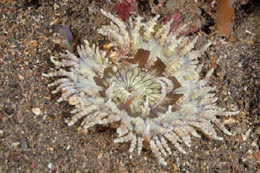 شقایق دریایی دانه تسبیحی