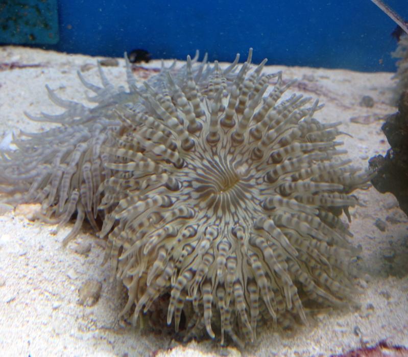 شقایق دریایی دانه تسبیحی