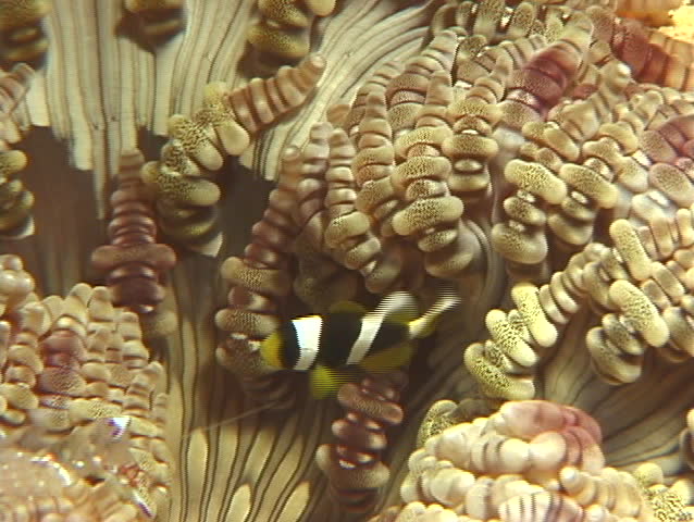 شقایق دریایی دانه تسبیحی