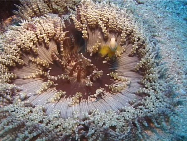 شقایق دریایی دانه تسبیحی