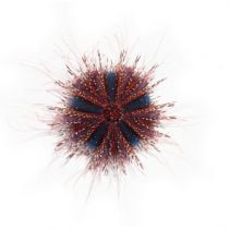 توتیای بلو توکسیدو