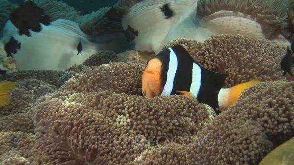 شقایق موکتی قهوه ای