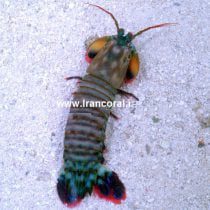 میگو دلقک مانتیس Clown mantis shrimp