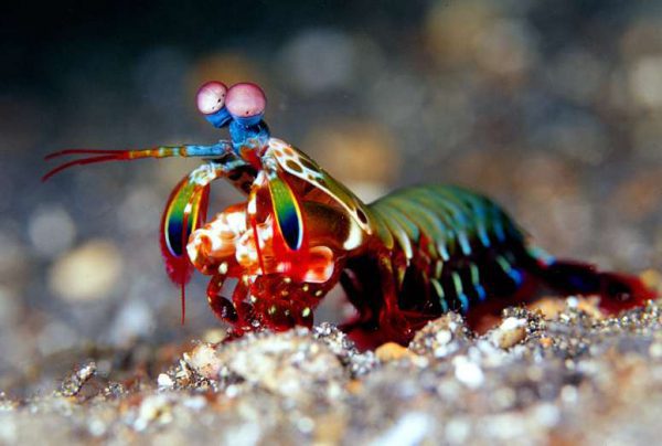 میگو دلقک مانتیس Clown mantis shrimp