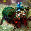 میگو دلقک مانتیس Clown mantis shrimp