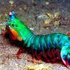میگو دلقک مانتیس Clown mantis shrimp