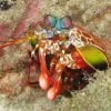 میگو دلقک مانتیس Clown mantis shrimp