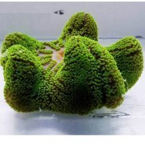 شقایق موکتی سبز