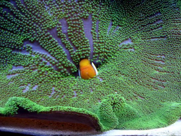 شقایق موکتی سبز