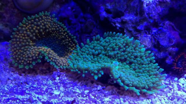 ماشروم ریکوردیا فلوریدا سبز