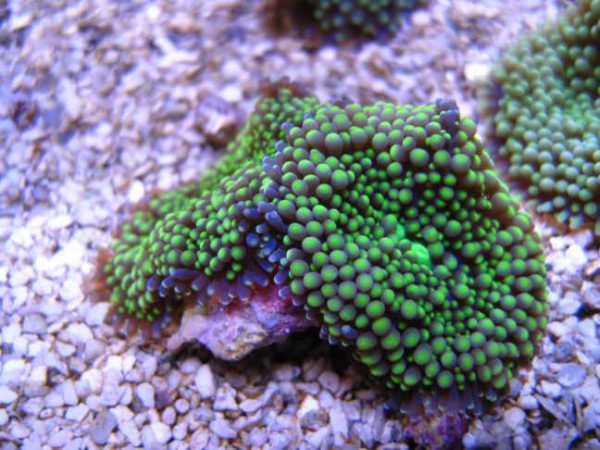 ماشروم ریکوردیا فلوریدا سبز