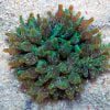 Green Rose Bubble Anemone