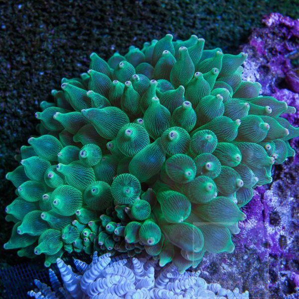 Green Rose Bubble Anemone