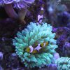 Green Rose Bubble Anemone