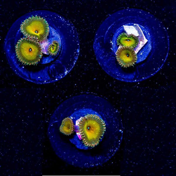 پلیپ پالیتوآ کاپیتان جیسون فاکس