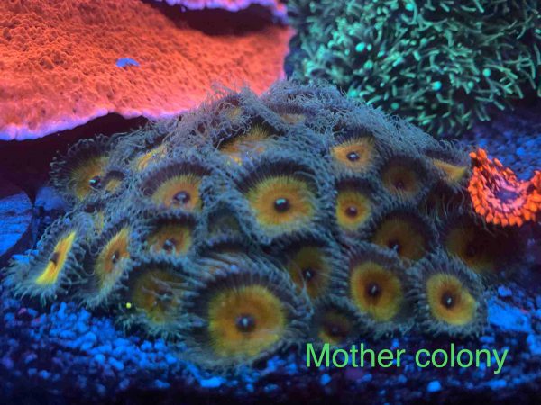 پلیپ پالیتوآ کاپیتان جیسون فاکس