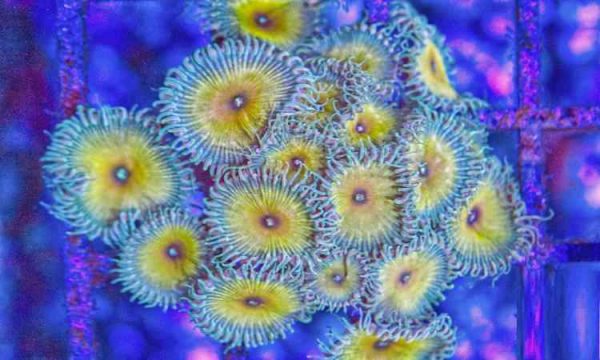 پلیپ پالیتوآ کاپیتان جیسون فاکس