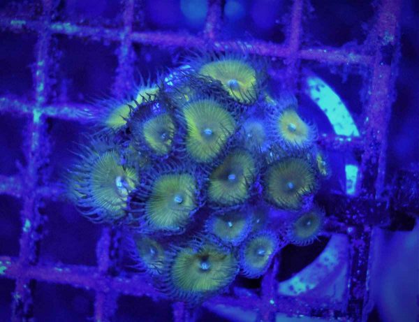 پلیپ پالیتوآ کاپیتان جیسون فاکس